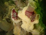 2012-07-07 15-06-54 Ludo